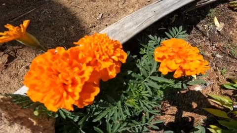 Marigolds