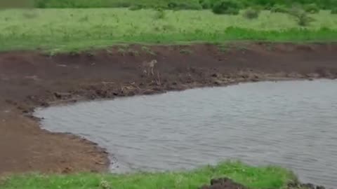 How crocodile hunts under the water