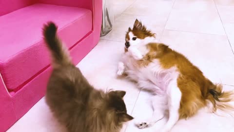 Children songs| Little kitten Hosico nurses the dog