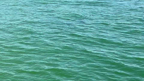 Dolphins at Fort De Soto May 23 2024