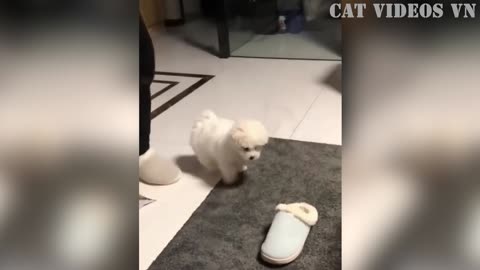 "Cats and Dogs: The Funniest Compilation You'll Ever See"