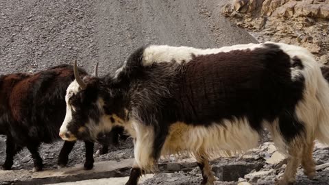 Cooking Entire YAK!! Pakistani Mountain Food in Hunza!!