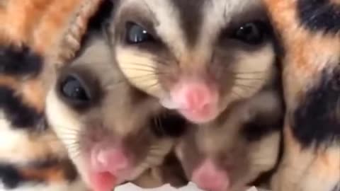 Collection of Cute and Funny Animal Videos