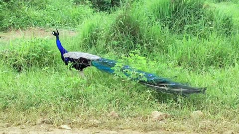 Feathers of Glory: A Stunning Peacock Display