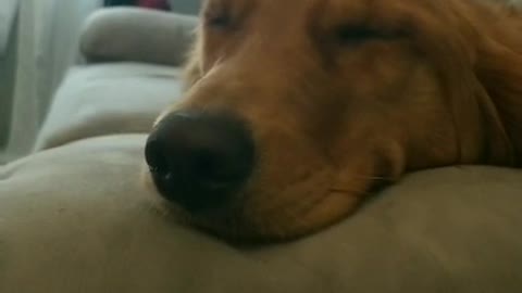 Guilty pup closes eyes to avoid owner's lecture