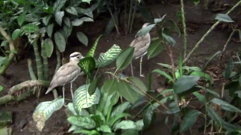 Bush Thick-Knee, Burhinus grallarius - A Bird Native to Australia