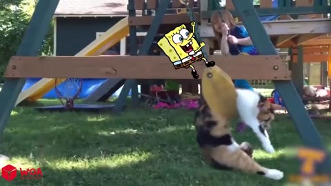 A lovely moment between Kitten and Bob Sponge - New Funny Videos of Dogs and Cats