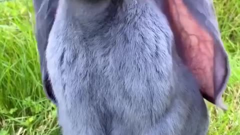 Cute rabbit