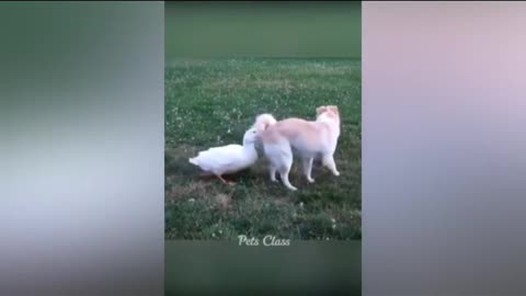 Funniest Animals 2023Funny Dogs and CatsVideos, dog funny Videos,, animel video, new animels