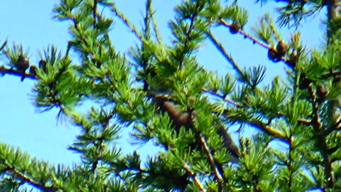 Cedar Waxwing