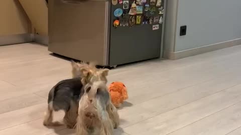 Yorkies Don't Know What to Think of New Dog