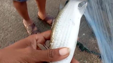 Catching the Big Parrot Fish, Sea Angel Fish, Trigger Fish & Color Fishes | Crab Fishing Technique