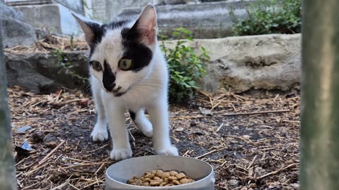 The Little Street cat has Super Colours