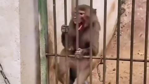 If the monkey can speak, guess what it will say