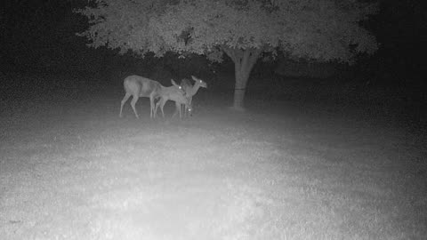 Doe with fawns