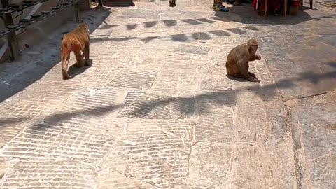 Monkey Temple in Kathmandu, Nepal 🇳🇵 | Travel Vlogs