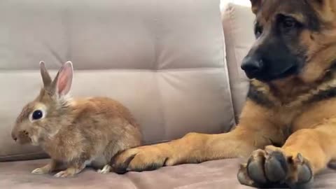 German Shepherd Puppy Reacts to how the Bunny Washing His Face