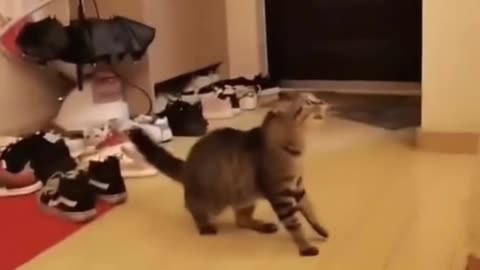 jealous cat