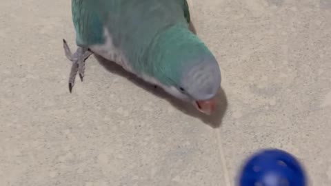 Parrot Playing With Plastic Ball Toy