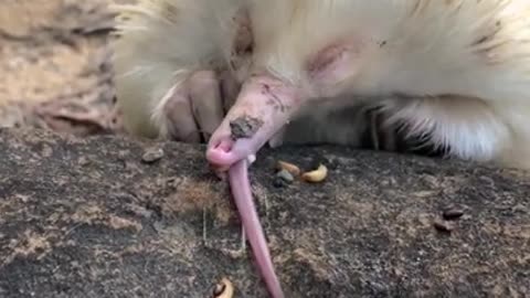 Never Seen Before Albino Echidna feeding Frenzy #shorts #viral #shortsvideo #video