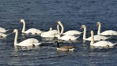 Swans ducks water