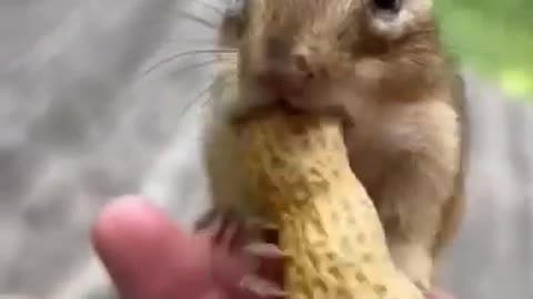 Squirrel and Peanut