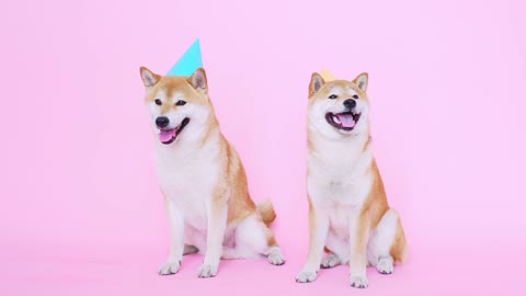 Cute Shiba Inu Dogs With Party Hats