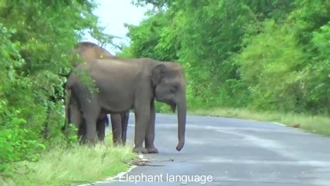 Sri Lanka Wild Elephant | The mother elephant attacks passers-by on the road,