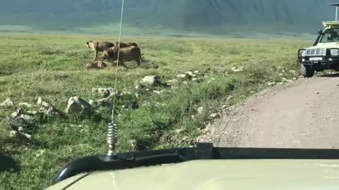 We encountered Lion Pride in Ngorongoro Crater