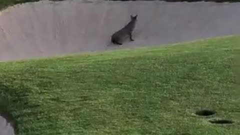 Bobcat Snags a DUCK on a golf course Part 1