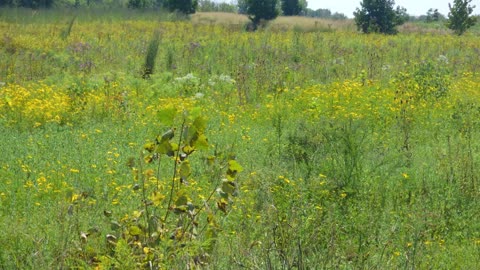 Beckley Creek Park Trails. Slideshow.