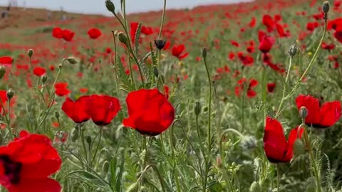 Red tulips