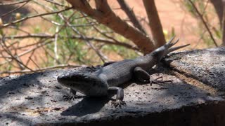 Strange Three Tailed Lizard Found on Balcony