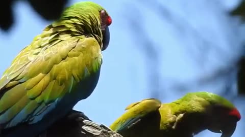 Wild Parrots, parrots birds