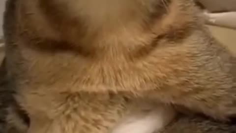 Funny cat video