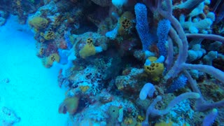 Cozumel SCUBA Diving Santa Rosa Wall Moray Eel