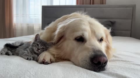 Golden Retriever Meets New Tiny Kitten for the😘Entertain