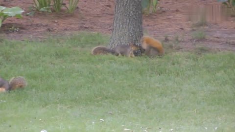 The naughty little squirrel is wrestling