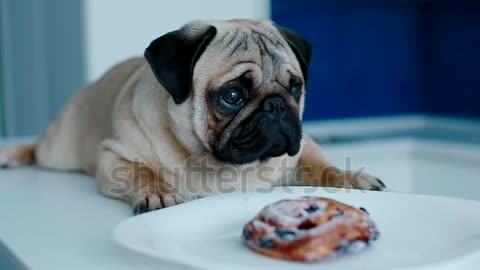 Young pug with a bun on the plate on the kitchen