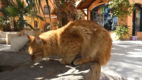 Close up footage of a cat eating in public place