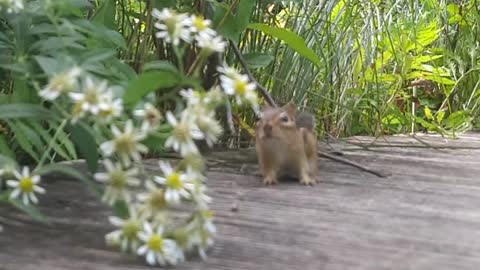 Chip Chippy Chipper Chipmunk. So cute!