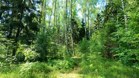 Very beautiful morning forest. Birdsong for relaxation and sleep.