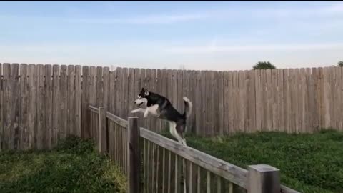 Cute Little Husky