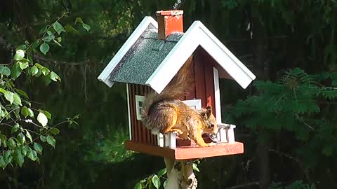 "Squirrely Fun: A Day in the Life of a Squirrel"