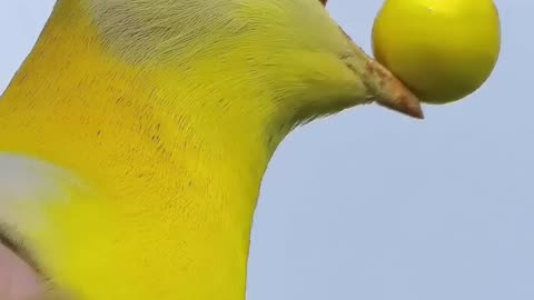 World most beautiful birds