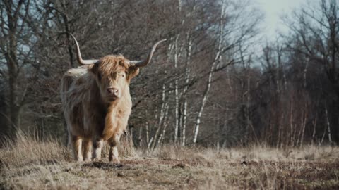 Highland Big Cow