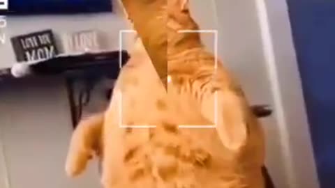 Funny Orange Cat Compilation- Funny Animals