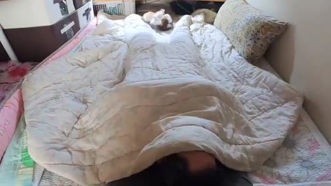 iron extract;cats surround their owner who is sleeping