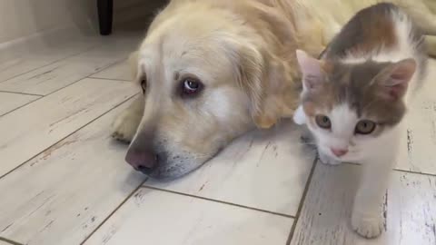 Cute Golden Retriever and Playful Kitten