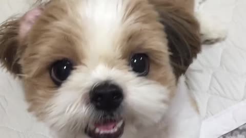 Cute Funny Doggo